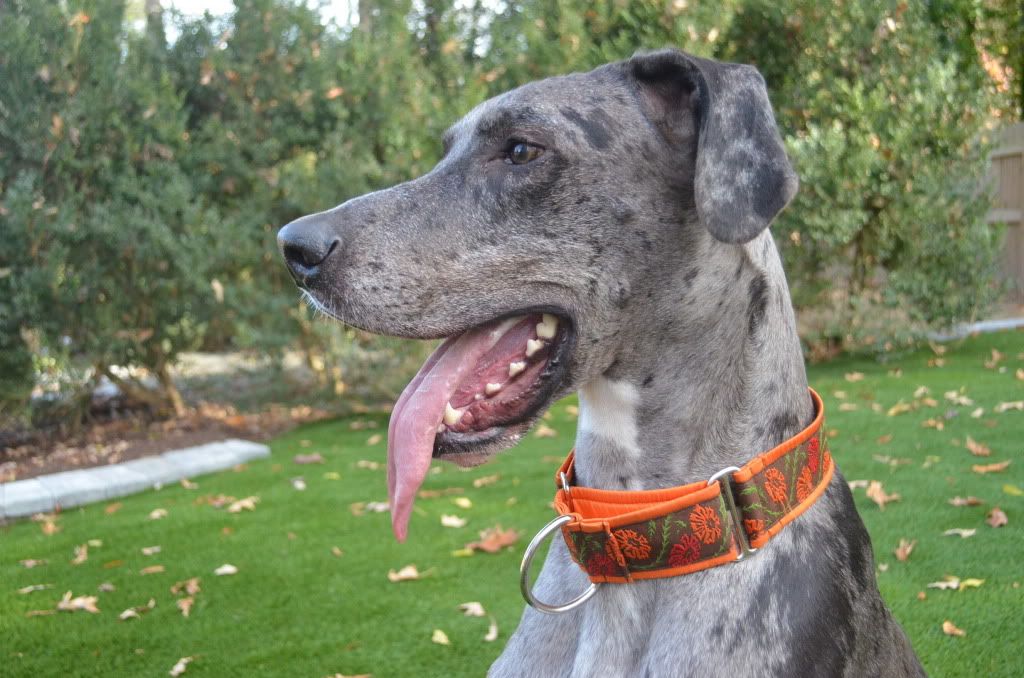 Great dane collars and hot sale leads